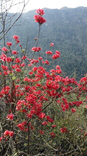 婺源山间绽放的艳丽红杜鹃