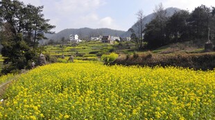 婺源春日油菜花海田园风光