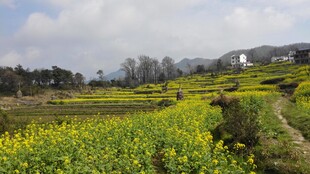 婺源田园油菜花田乡村美景