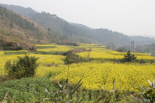 婺源春日田野油菜花景观
