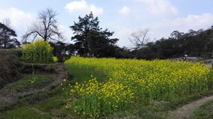 婺源春日油菜花田美景