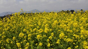 婺源金黄油菜花田美景