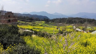 婺源山间油菜花海田园美景