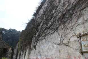 婺源爬满藤蔓的古老墙面