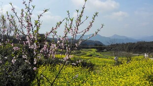 婺源春日田野桃花绽放美景