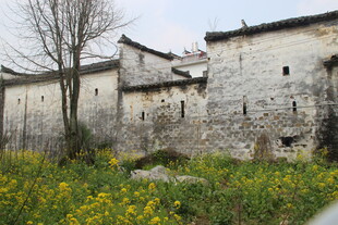 婺源古村落春色 斑驳老屋繁花