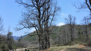 婺源冬日枯树林景观