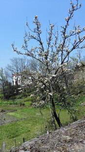 婺源春日繁花盛开的乡村景象