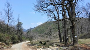 婺源山间土路 树木环绕的景致