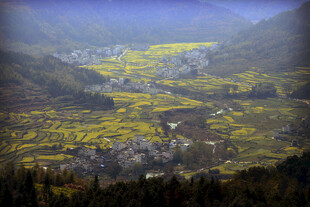 婺源春日山间油菜花海美景