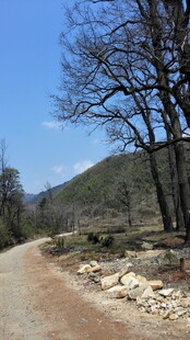 婺源山间土路 枯树相伴