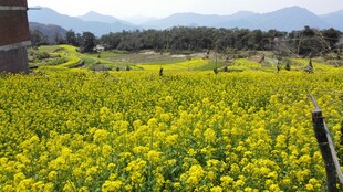 婺源金黄油菜花海田园美景