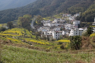 婺源山村春色 梯田花海人家