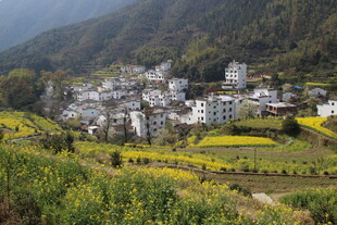 婺源山村春色 金黄花海伴民居