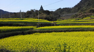 婺源婺源金黄梯田油菜花美景