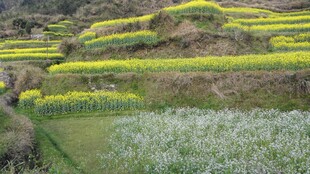 婺源梯田花海美景