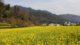 婺源金黄油菜花海 远山村落