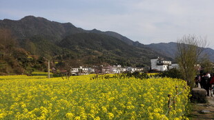 婺源春日油菜花海乡村景致