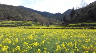 婺源春日油菜花海田园风光