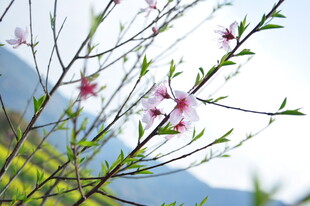 婺源枝头绽放的粉嫩桃花