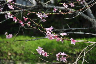 婺源枝头绽放的粉嫩桃花