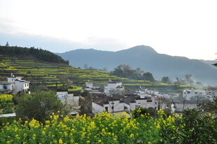 婺源乡村田园风光 油菜花海美景