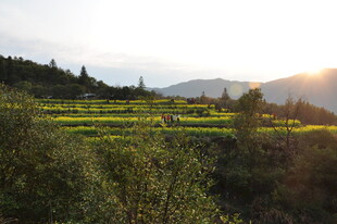 婺源夕阳下的田园自然风光