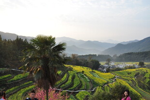 婺源田园梯田美景