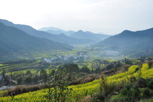 婺源春日山间油菜花海美景