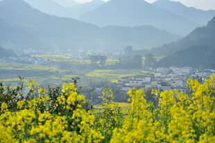 婺源春日山间的灿烂油菜花田