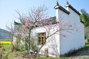 婺源乡村白墙小屋旁的烂漫春花
