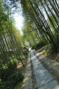 婺源竹林间的幽静小道
