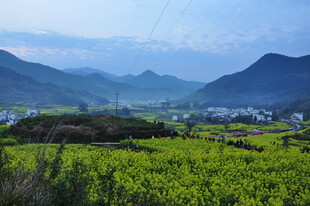 婺源春日山间油菜花田美景