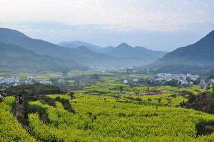 婺源山间油菜田与村落美景