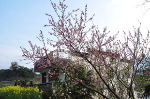 婺源春日绽放的烂漫粉色花枝