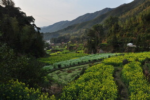 婺源山间田园风光