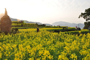 婺源春日油菜花海田园风光