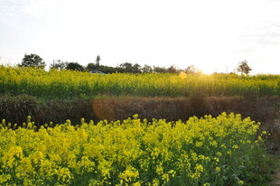 婺源夕阳下的灿烂油菜花田