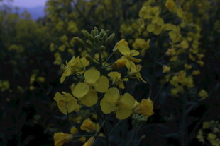 婺源金黄油菜花绽放美景