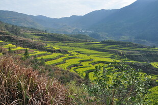 婺源山间梯田油菜花美景