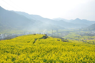 婺源春日油菜花海田园风光