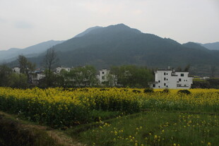 婺源乡村田野的春日美景