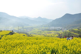 婺源春日金黄油菜花田美景