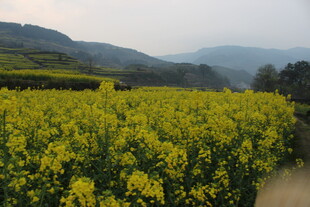婺源金黄油菜花田的田园风光