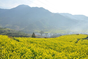 婺源金黄花海伴远山村落