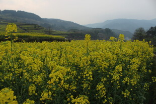 婺源金黄油菜花海田园风光