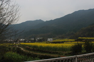 婺源山间田园风光 油菜花海