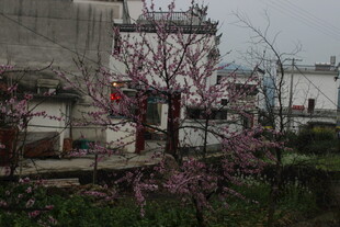 婺源乡村绽放的烂漫粉色花朵