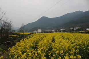 婺源春日油菜花海田园风光