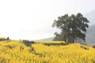婺源金黄油菜花田中的孤树